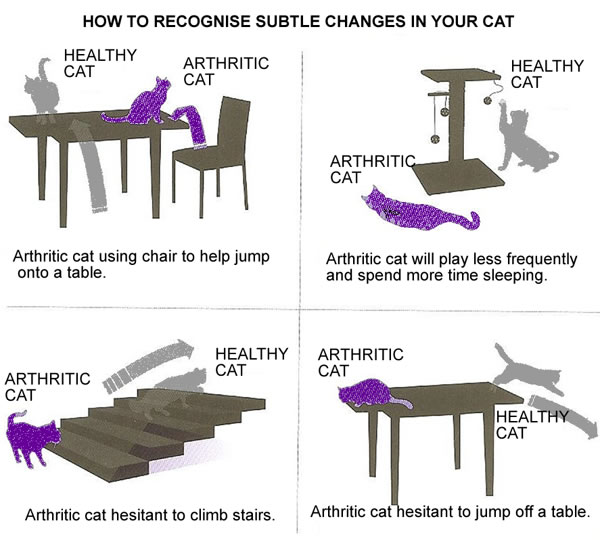 Signs of arthritis in cats, Geelong Bellarine Veterinary Practice