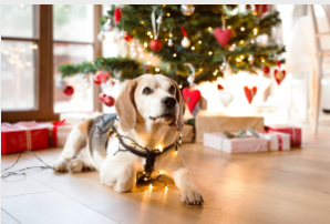 Christmas Tree Safety for Pets