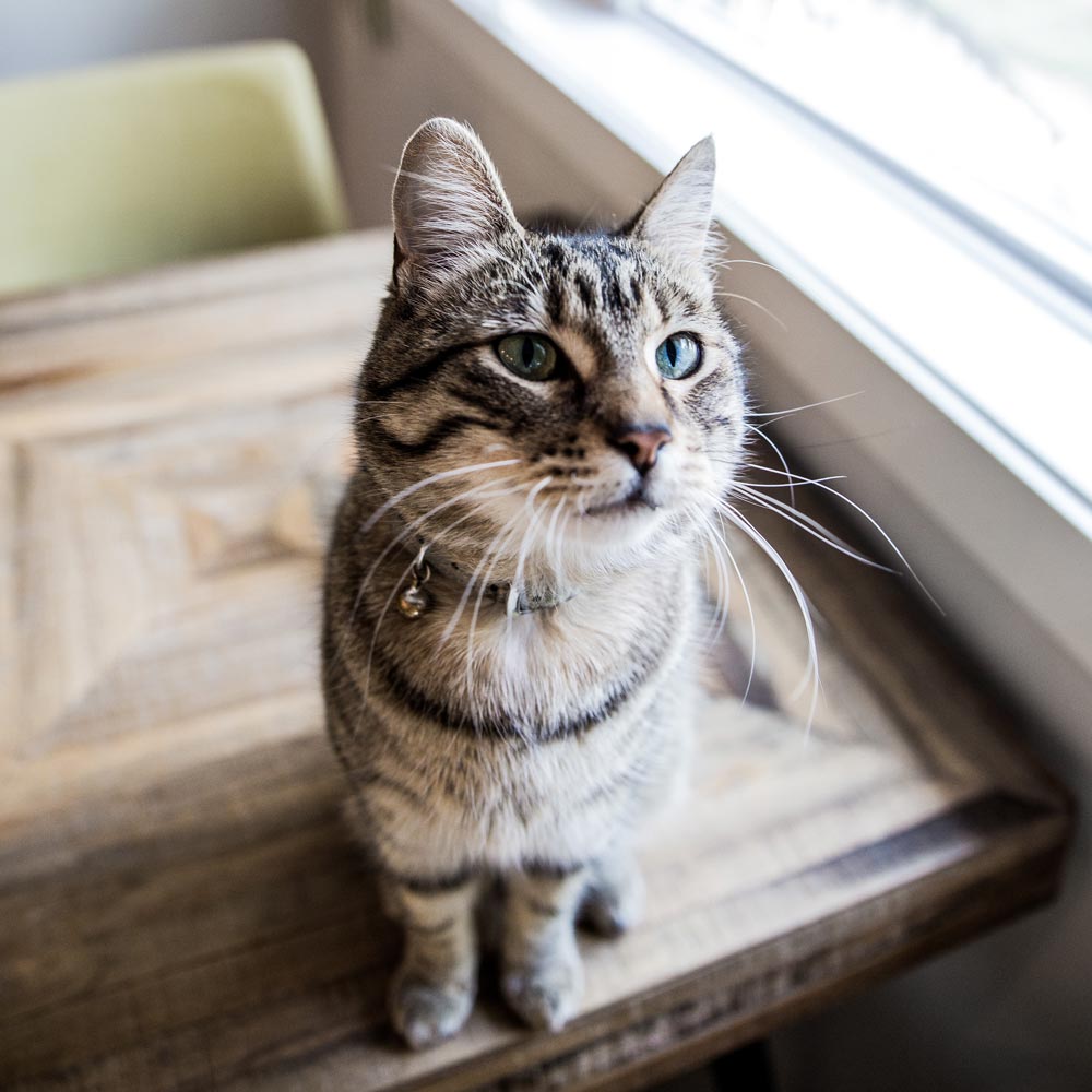 Cat sitting on a table next to a window