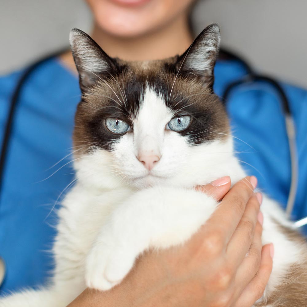 Beautiful domestic cat being held by Geelong vet
