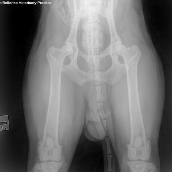 Extension view - PennHip Xray by Bellarine Veterinary Clinic