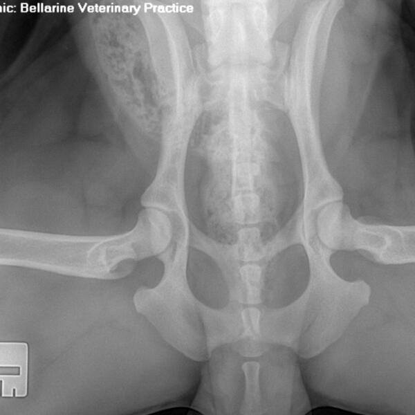 Compression view - PennHip Xray by Bellarine Veterinary Clinic
