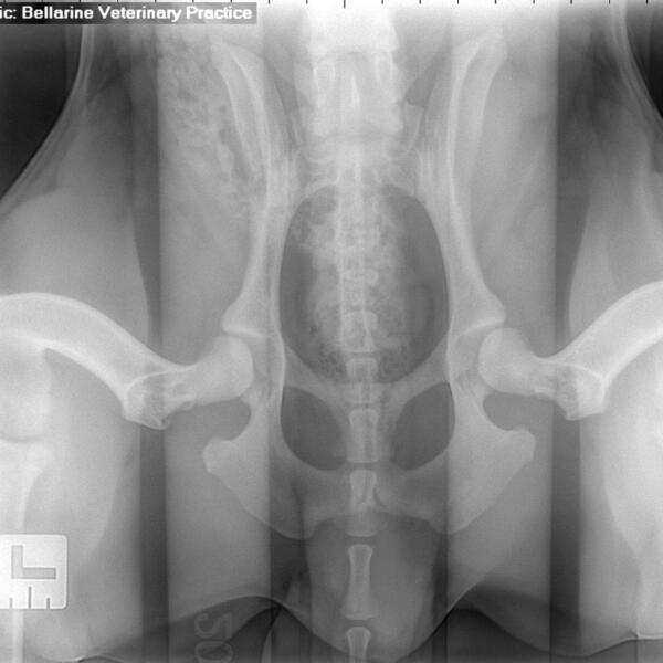 Distraction view - PennHip Xray by Bellarine Veterinary Clinic
