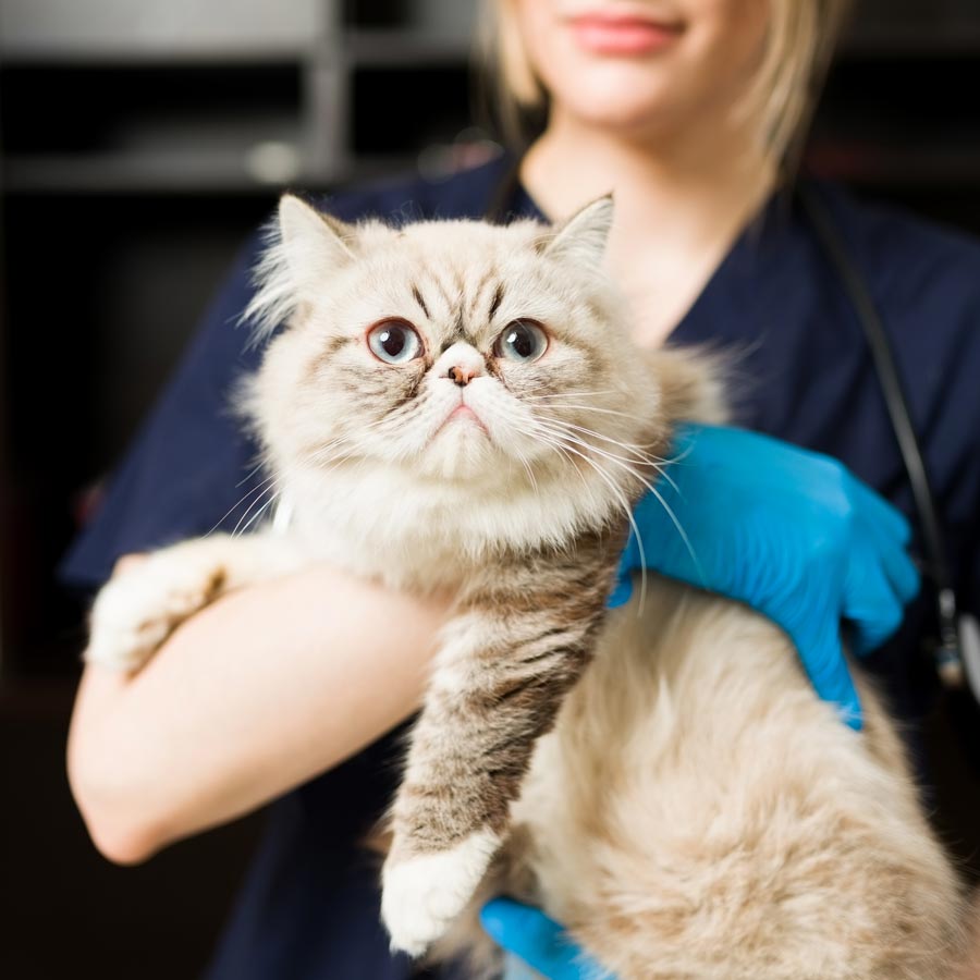 Fluffy cat being held by vet