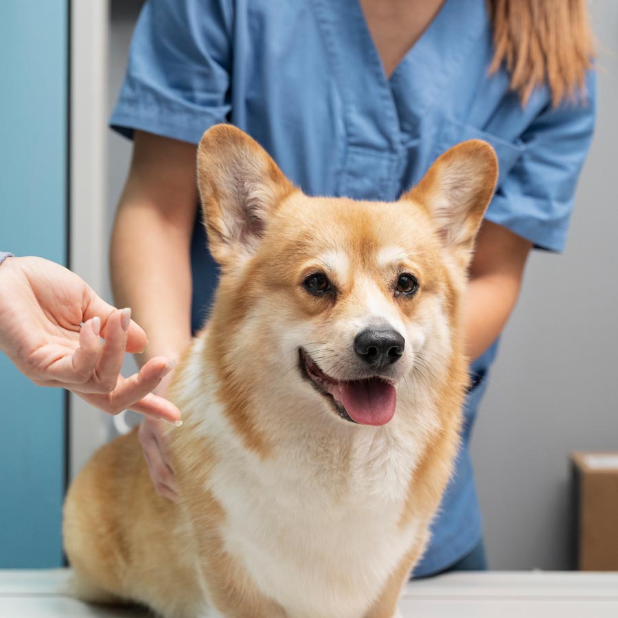 Corgi at the vet