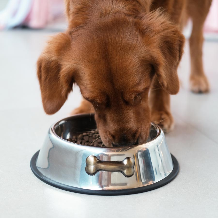 Dog eating kibble
