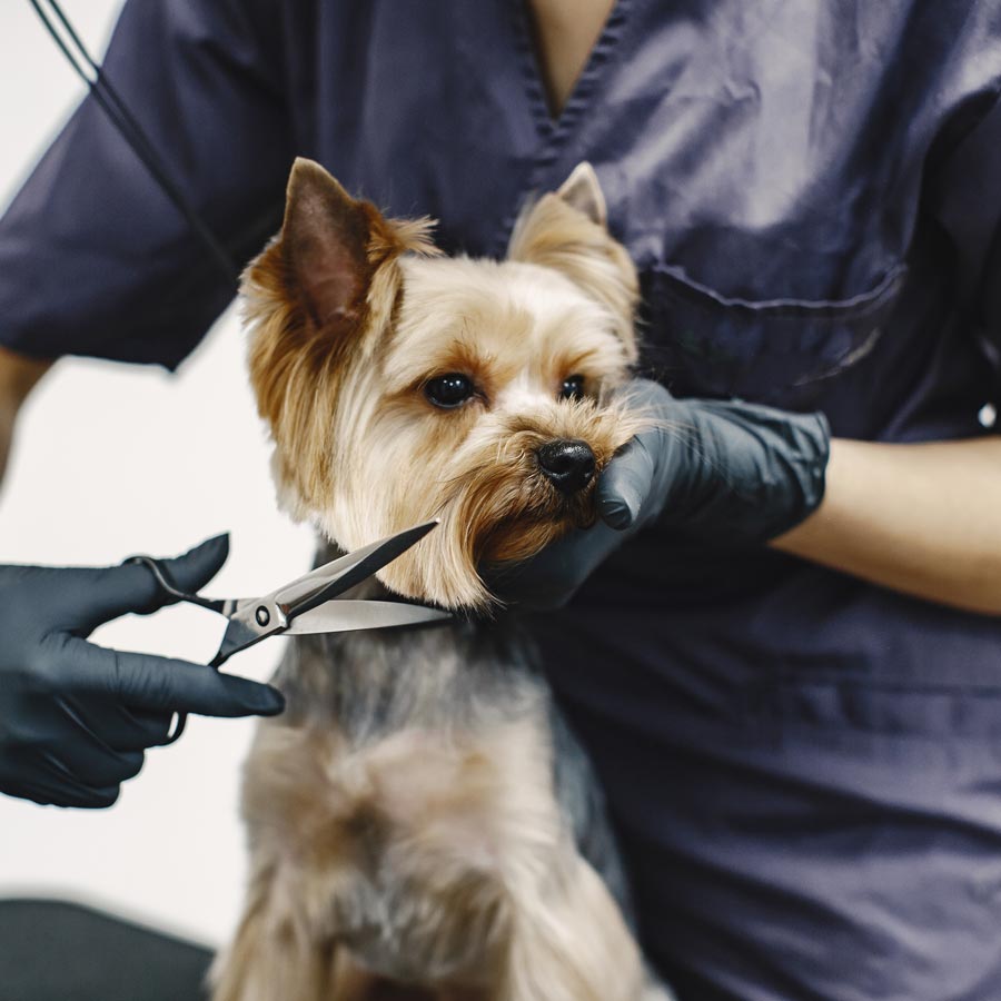 Dog being groomed and trimmed