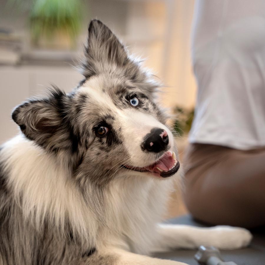 Dog listening