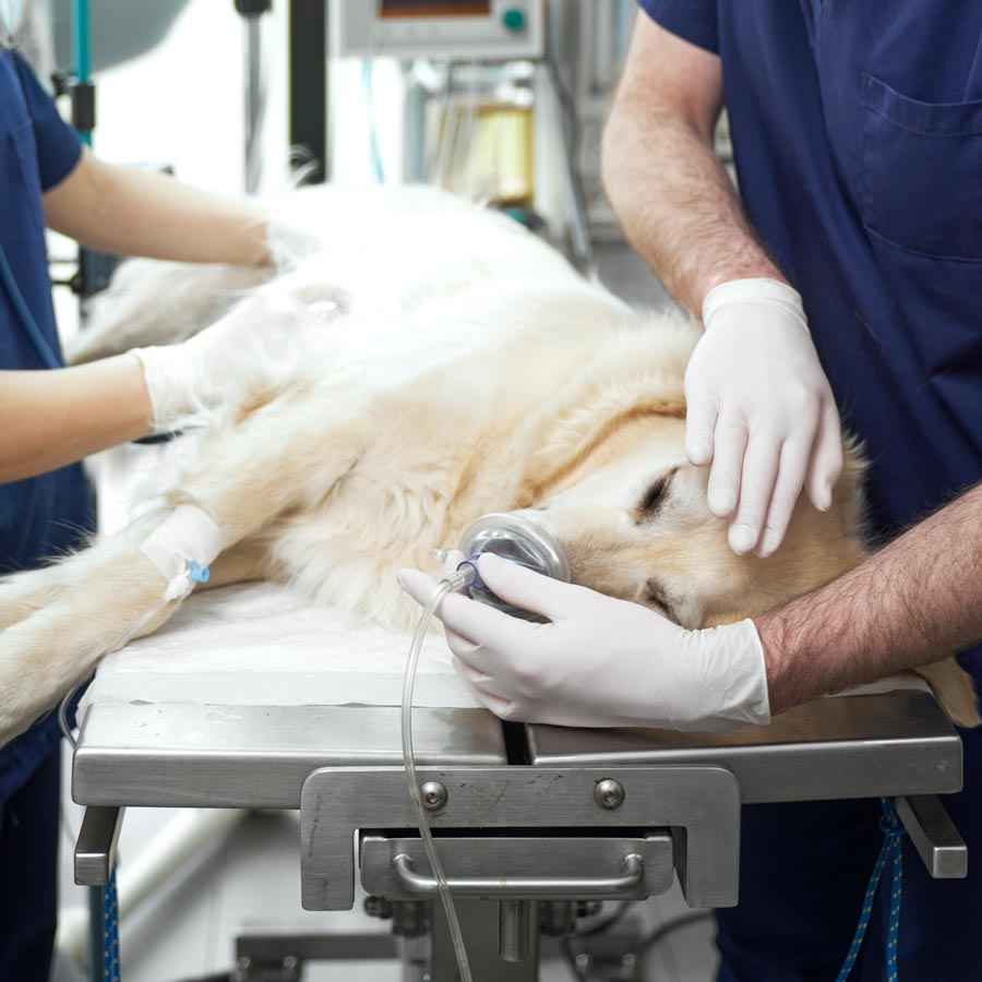 Dog in surgery at vet