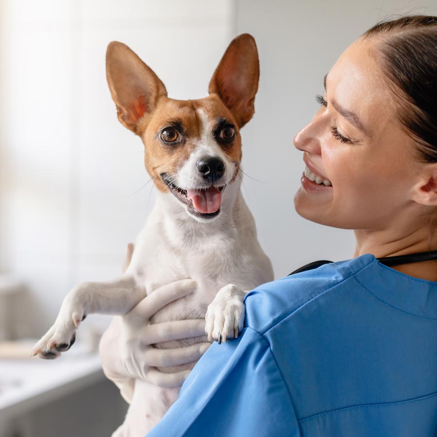 Jack Russell at the vet