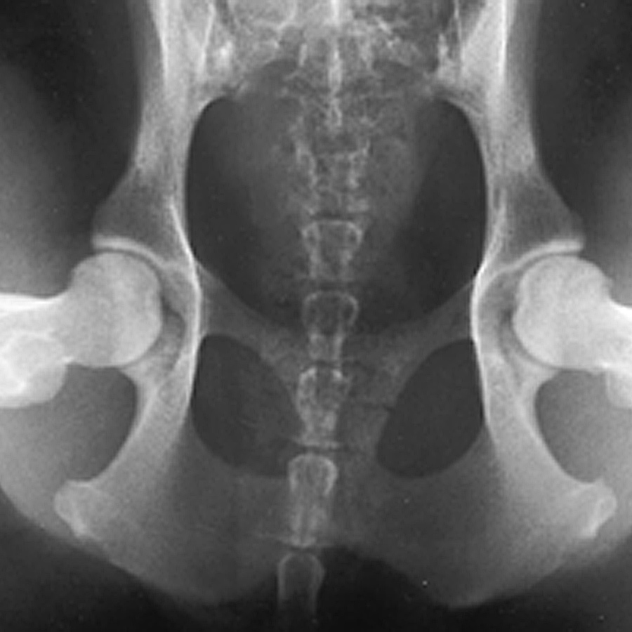 Compression view - PennHip Xray by Bellarine Veterinary Clinic