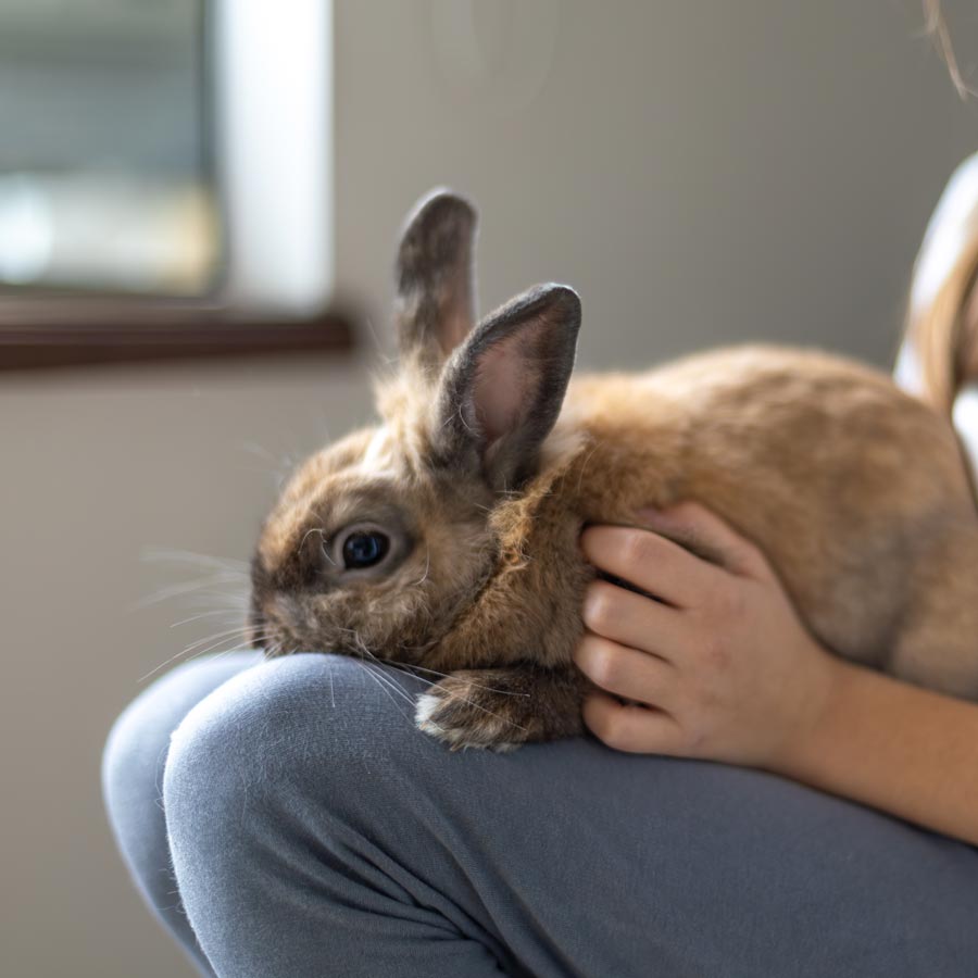Rabbit