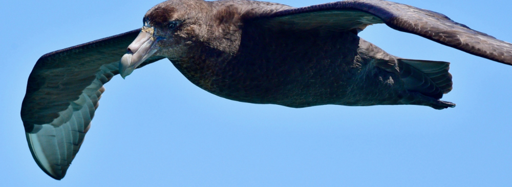 Giant Petrel
