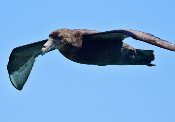 Giant Petrel