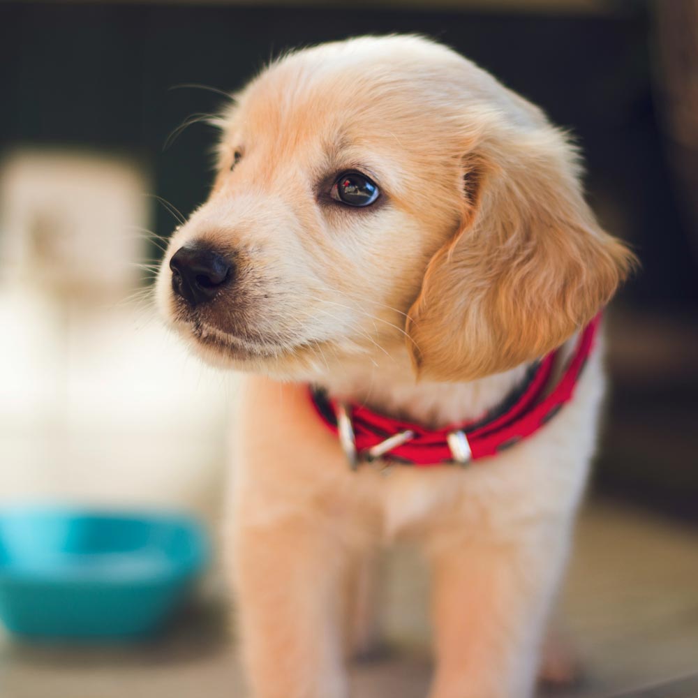 Puppy training, Geelong