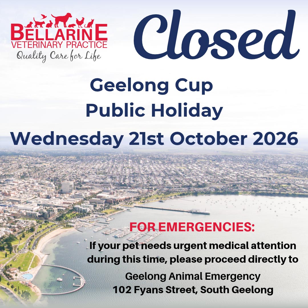 Geelong Cup Public Holiday 2026