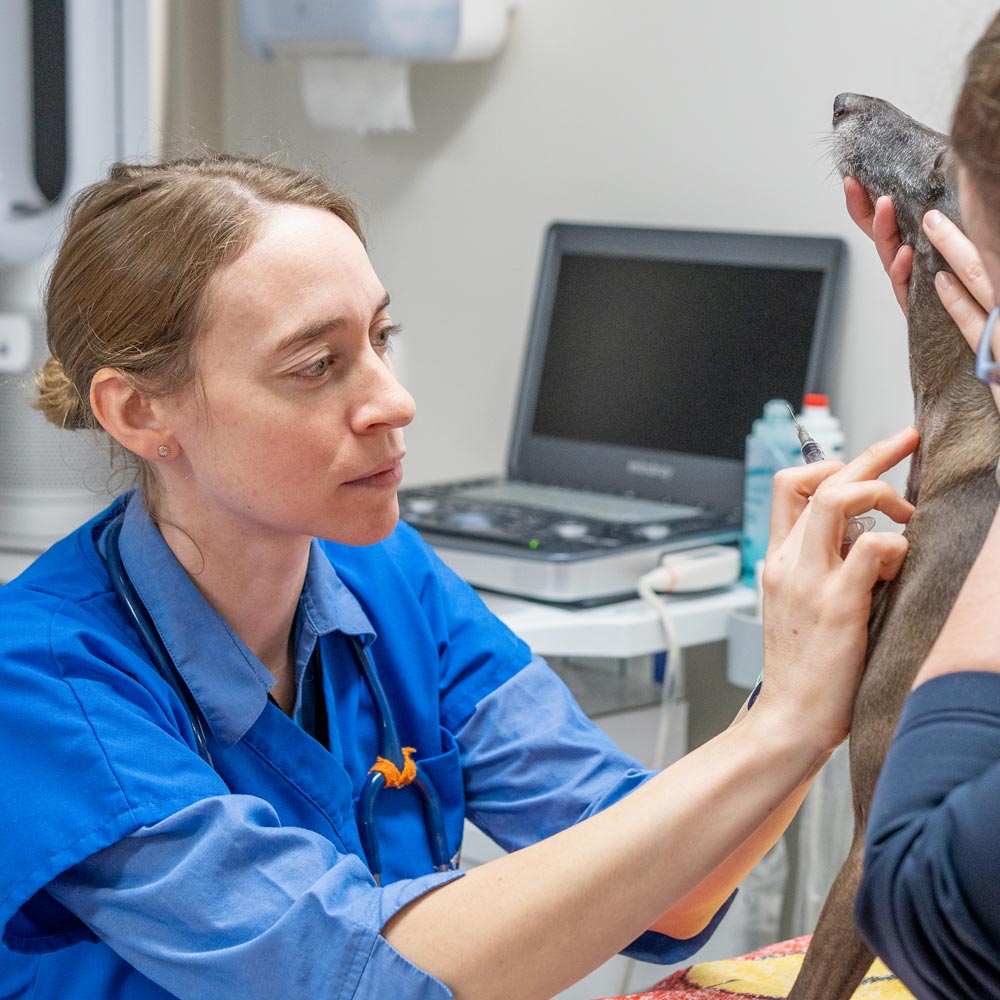Vaccinations, Geelong and the Bellarine